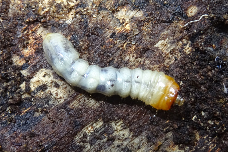 larva di Cerambicidae
